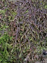 Attēlu rezultāti vaicājumam “Frullania tamarisci”