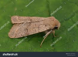 Attēlu rezultāti vaicājumam “Orthosia cerasi”