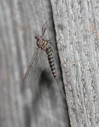 Attēlu rezultāti vaicājumam “Siphlonurus”