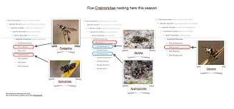 Attēlu rezultāti vaicājumam “Crabronidae”