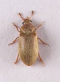 Attēlu rezultāti vaicājumam “Byturus tomentosus”