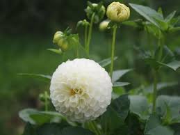 Image result for Dahlia `Snowflake`