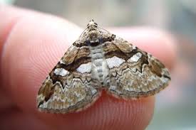 Attēlu rezultāti vaicājumam “Pareulype berberata”