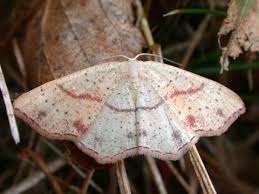 Attēlu rezultāti vaicājumam “Cyclophora punctaria”