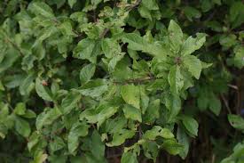 Attēlu rezultāti vaicājumam “Prunus spinosa leaf”