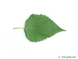 Attēlu rezultāti vaicājumam “Betula humilis leaf”