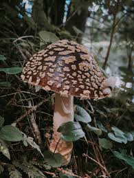 Attēlu rezultāti vaicājumam “Amanita regalis”