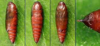 Attēlu rezultāti vaicājumam “Gelechia jakovlevi”