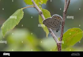 Attēlu rezultāti vaicājumam “Vacciniina optilete female”