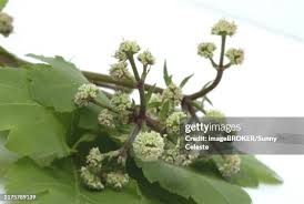 Attēlu rezultāti vaicājumam “Sanicula europaea bud”