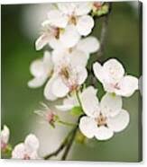 Attēlu rezultāti vaicājumam “Prunus cerasifera var. divaricata”