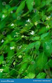 Attēlu rezultāti vaicājumam “Impatiens parviflora leaf”