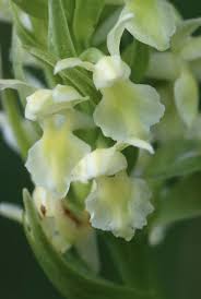 Attēlu rezultāti vaicājumam “Dactylorhiza ochroleuca leaf”