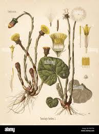 Attēlu rezultāti vaicājumam “Tussilago farfara”