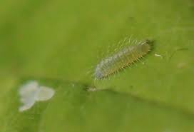 Attēlu rezultāti vaicājumam “Plebejus argyrognomon underside”