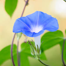 Image result for Ipomoea Heavenly Blue