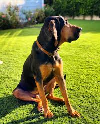 Image result for Carlisle BloodHounds