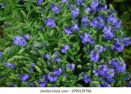 Attēlu rezultāti vaicājumam “Veronica austriaca subsp. teucrium flower”