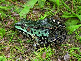 Attēlu rezultāti vaicājumam “Pelophylax juvenile”