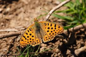 Attēlu rezultāti vaicājumam “Issoria lathonia underside”