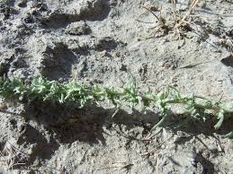 Attēlu rezultāti vaicājumam “Atriplex calotheca”