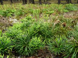 Attēlu rezultāti vaicājumam “Diphasiastrum tristachyum”