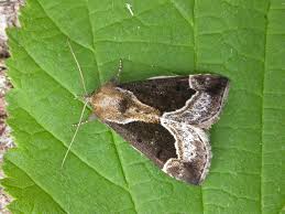 Attēlu rezultāti vaicājumam “Hypena crassalis”