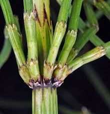 Attēlu rezultāti vaicājumam “Equisetum palustre”