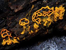 Attēlu rezultāti vaicājumam “Claustria didermoides stalked”