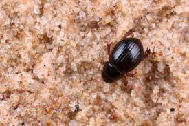 Attēlu rezultāti vaicājumam “Aegialia arenaria”