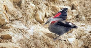 Image result for Tichodroma muraria