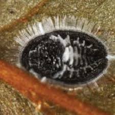 Attēlu rezultāti vaicājumam “Aleurochiton aceris”