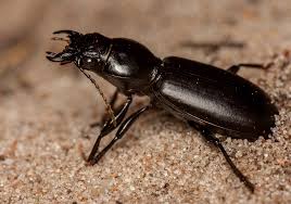 Attēlu rezultāti vaicājumam “Broscus cephalotes”