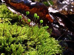 Attēlu rezultāti vaicājumam “Philonotis fontana sporophyte”