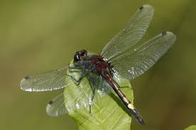 Attēlu rezultāti vaicājumam “Leucorrhinia dubia male”