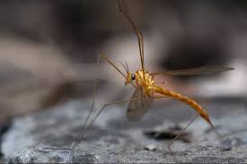 Attēlu rezultāti vaicājumam “Tipulidae”