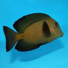 Image result for Ctenochaetus hawaiiensis