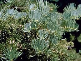 Attēlu rezultāti vaicājumam “Abies concolor”