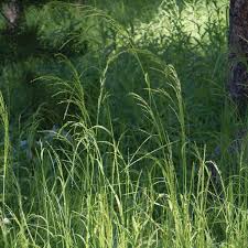 Attēlu rezultāti vaicājumam “Poa palustris”