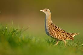 Image result for Crex crex