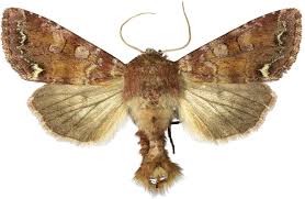 Attēlu rezultāti vaicājumam “Ceramica pisi”