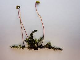 Attēlu rezultāti vaicājumam “Oxyrrhynchium hians var. rigidum macro”