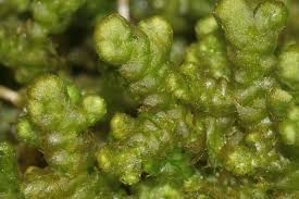 Attēlu rezultāti vaicājumam “Ptilidium pulcherrimum”