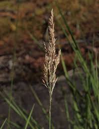 Attēlu rezultāti vaicājumam “Calamagrostis stricta”