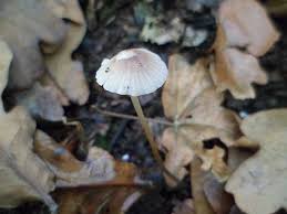 Attēlu rezultāti vaicājumam “Mycena filopes”
