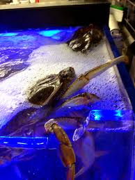 Image result for Metacarcinus magister