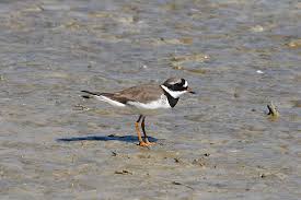 Attēlu rezultāti vaicājumam “Charadrius hiaticula adult”