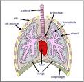 human respiratory system, lung function