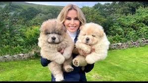 Znalezione obrazy dla zapytania chow