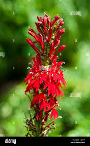 Attēlu rezultāti vaicājumam “Lobeliaceae”